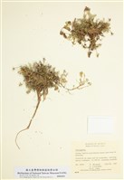 藏品(紫雲英屬)的圖片